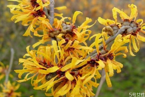 金缕梅是什么东西,金缕梅的作用