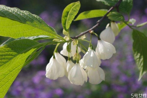 银钟花的功效和作用,时钟花是什么花