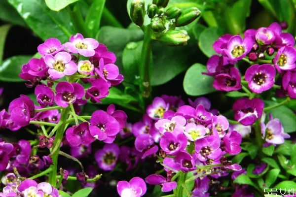 香雪球的花语和寓意,雪球花花语