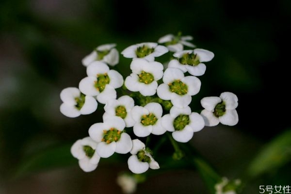 香雪球香吗,香雪球寓意