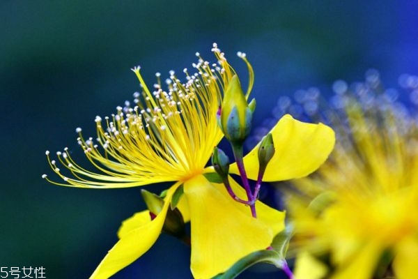 金丝桃介绍,金丝桃的花是什么颜色的