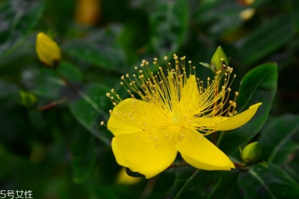 梅花的花语是什么?,腊梅花的花语是什么