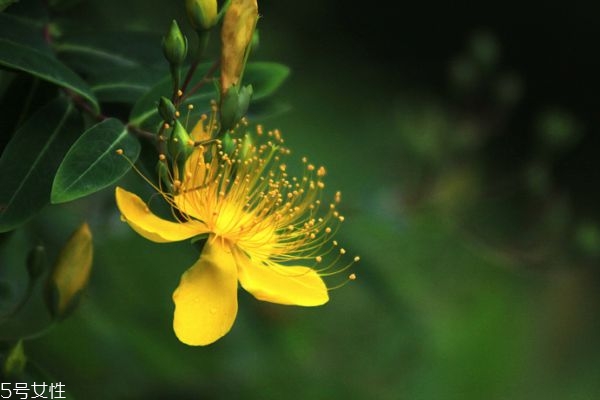 金丝桃的花语,红果金丝桃花语是什么