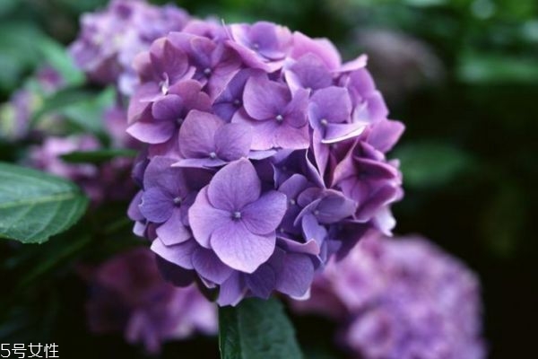 绣球花的花语是什么意思,红绣球花的花语寓意