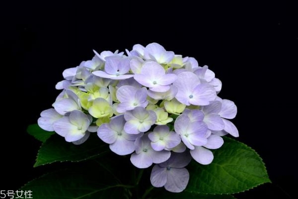 绣球花为什么叫绣球花,绣球花是什么样的