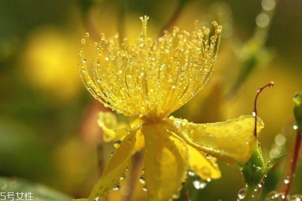 金丝梅图片,金丝梅香吗 金丝梅图片,金丝梅香吗