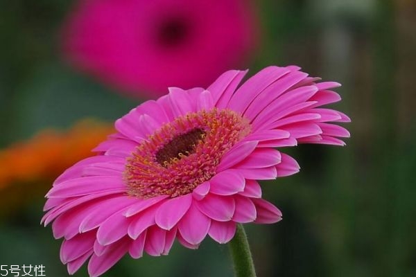 扶郎花还叫什么花,扶郎花名为