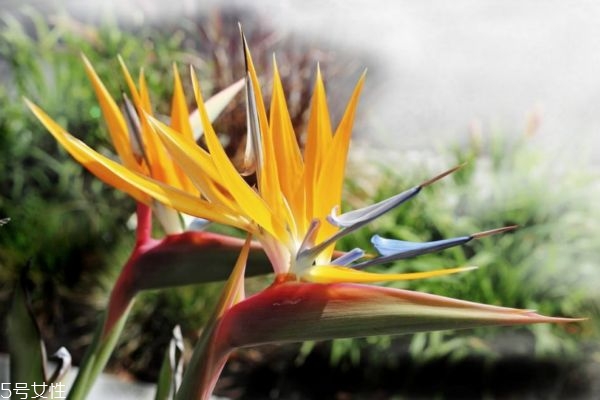 鹤望兰代表的是什么,也称鹤望兰