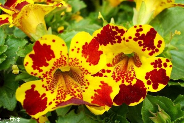 猴面花图片,人面猴百度百科 猴面花图片,人面猴百度百科