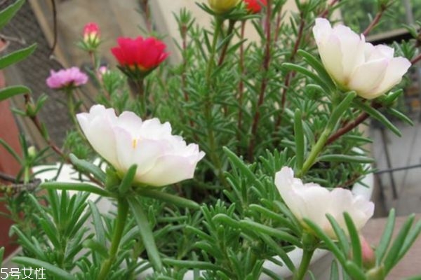 半枝莲是半边莲吗,半枝莲半枝莲