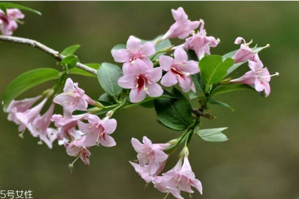 锦带花的寓意,锦带花的花语