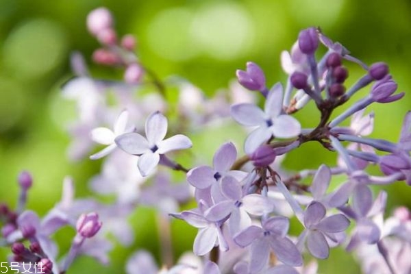 紫丁香的花语是什么意思,丁香花语和寓意是什么