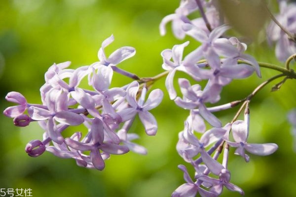 紫丁香的味道,紫丁香好闻吗 紫丁香的味道,紫丁香好闻吗