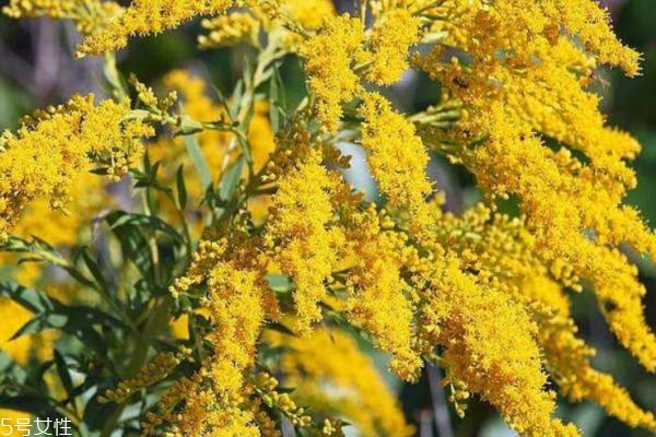 麒麟草是什么东西?,麒麟草图片 麒麟草是什么东西?,麒麟草图片