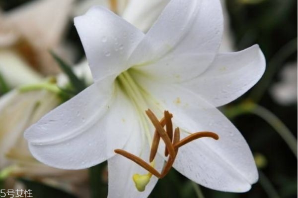 百合的好处和功效,百合有什么用途