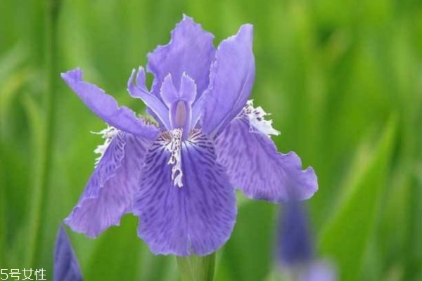 鸢尾花的作用,鸢尾花有什么药用价值