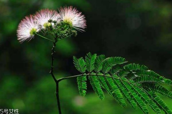 合欢花是什么样的,合欢花什么意思