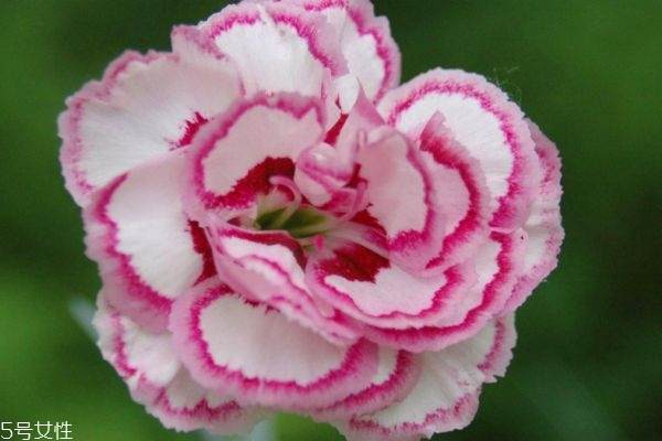 康乃馨的种类有哪些,康乃馨有几种颜色