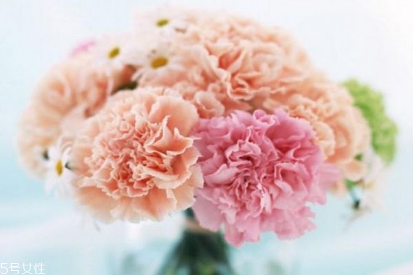 康乃馨的生长环境,康乃馨适合在什么地方生长