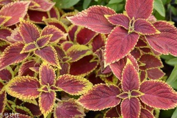 彩叶草长什么样,彩叶草的花语