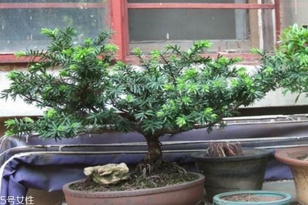 木枷的意思是什么意思,结枷是什么