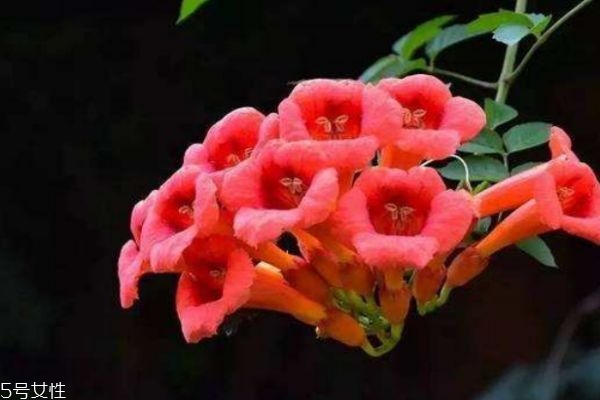 凌霄花什么意思,凌霄叫什么