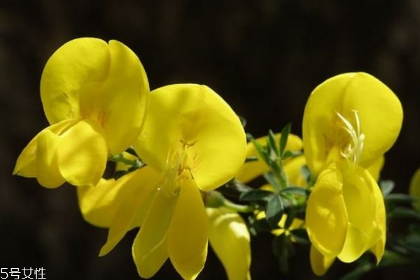 金雀花是什么花,金雀花的寓意