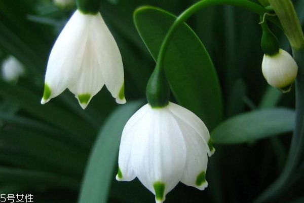 什么的铃兰花,铃兰是兰花的一种吗