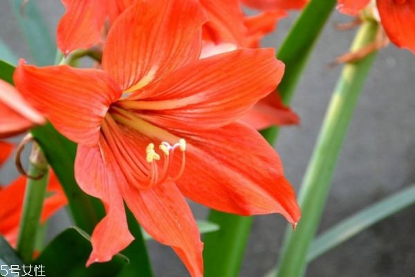 朱顶红怎么养,朱顶红又叫什么名