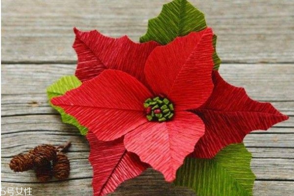 一品红有什么寓意吗,一品红的寓意和象征 一品红有什么寓意吗,一品红的寓意和象征