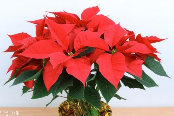 一品红是什么意思,一品红代表什么 一品红是什么意思,一品红代表什么