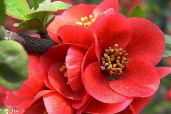 海棠花的寓意是什么,海棠花的象征 海棠花的寓意是什么,海棠花的象征