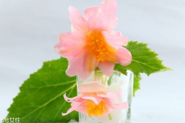 海棠花的生长环境,海棠花适合在什么地方生长