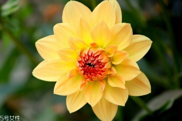 小丽花和大丽花的区别,小丽花一朵
