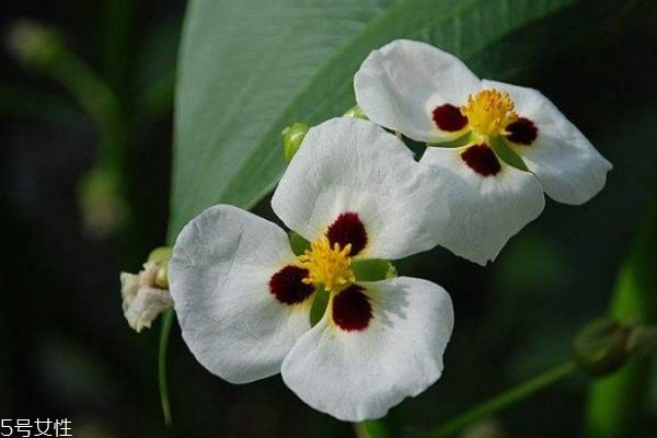 慈菇花图片大全,慈菇像什么