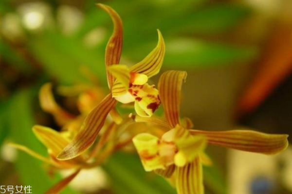 报岁兰是什么兰花,报岁兰的寓意