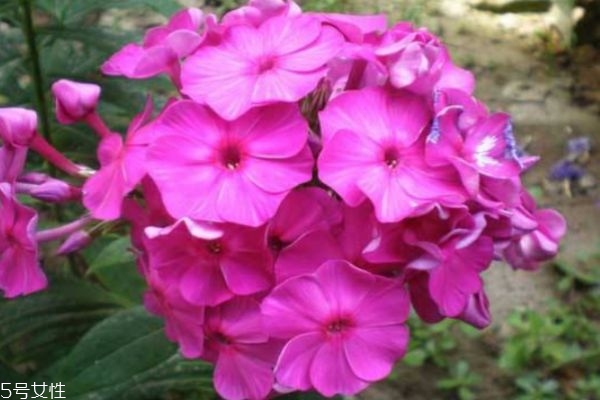 福禄寿考是什么意思,福禄考百科