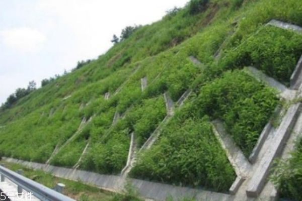 百喜草图片,百喜草生长特性