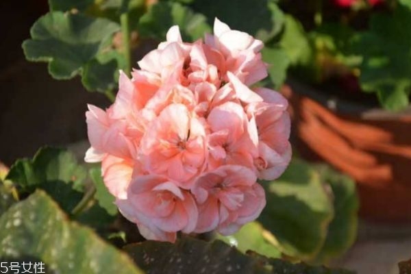 入腊红图片,腊色什么意思