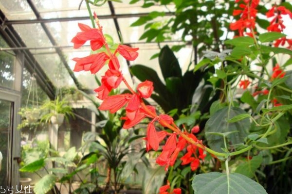 什么的一串红,一串红百度百科