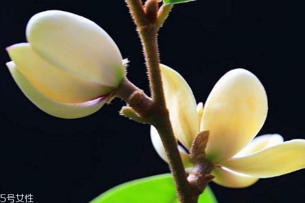 含笑花是什么样子的,含笑花代表什么意思