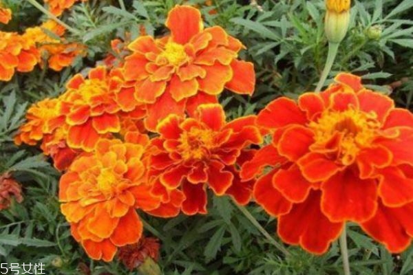 孔雀草为什么叫孔雀草,孔雀草介绍