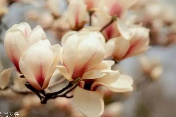 玉兰是什么植物,玉兰是草本植物吗 玉兰是什么植物,玉兰是草本植物吗