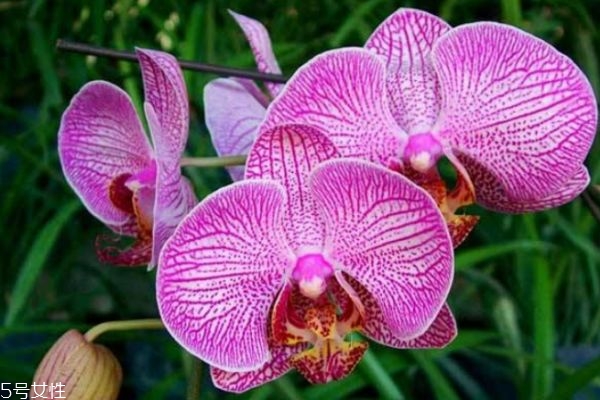 蝴蝶兰为什么叫蝴蝶兰,什么样的蝴蝶兰