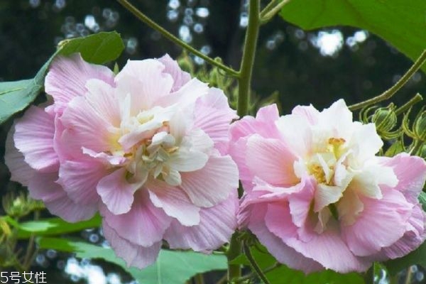 木芙蓉是什么意思,木芙蓉和芙蓉是一样的吗