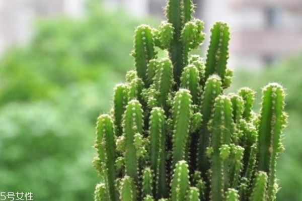 仙人指的是,仙人指是什么意思