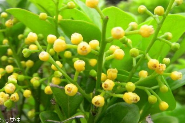 米兰花有几种,米兰是兰花的一种吗 米兰花有几种,米兰是兰花的一种吗