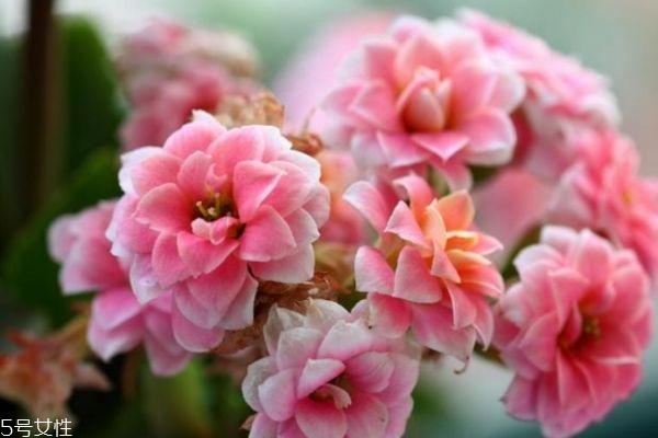 什么叫长寿花,什么的长寿花