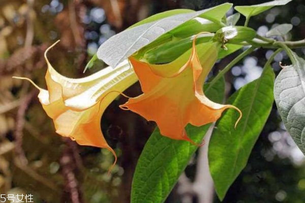 曼陀罗是什么花的一种,曼陀罗花又叫什么花 曼陀罗是什么花的一种,曼陀罗花又叫什么花