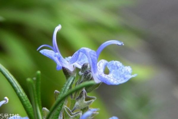 迷迭香的花语和含义,迷迭香花语是什么